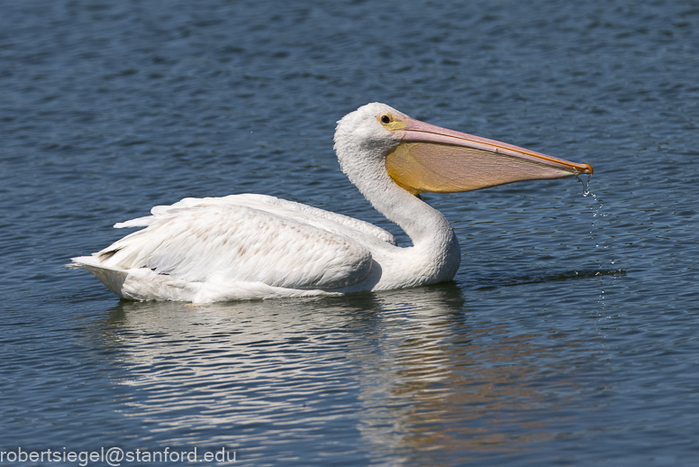 emily renzel wetlands